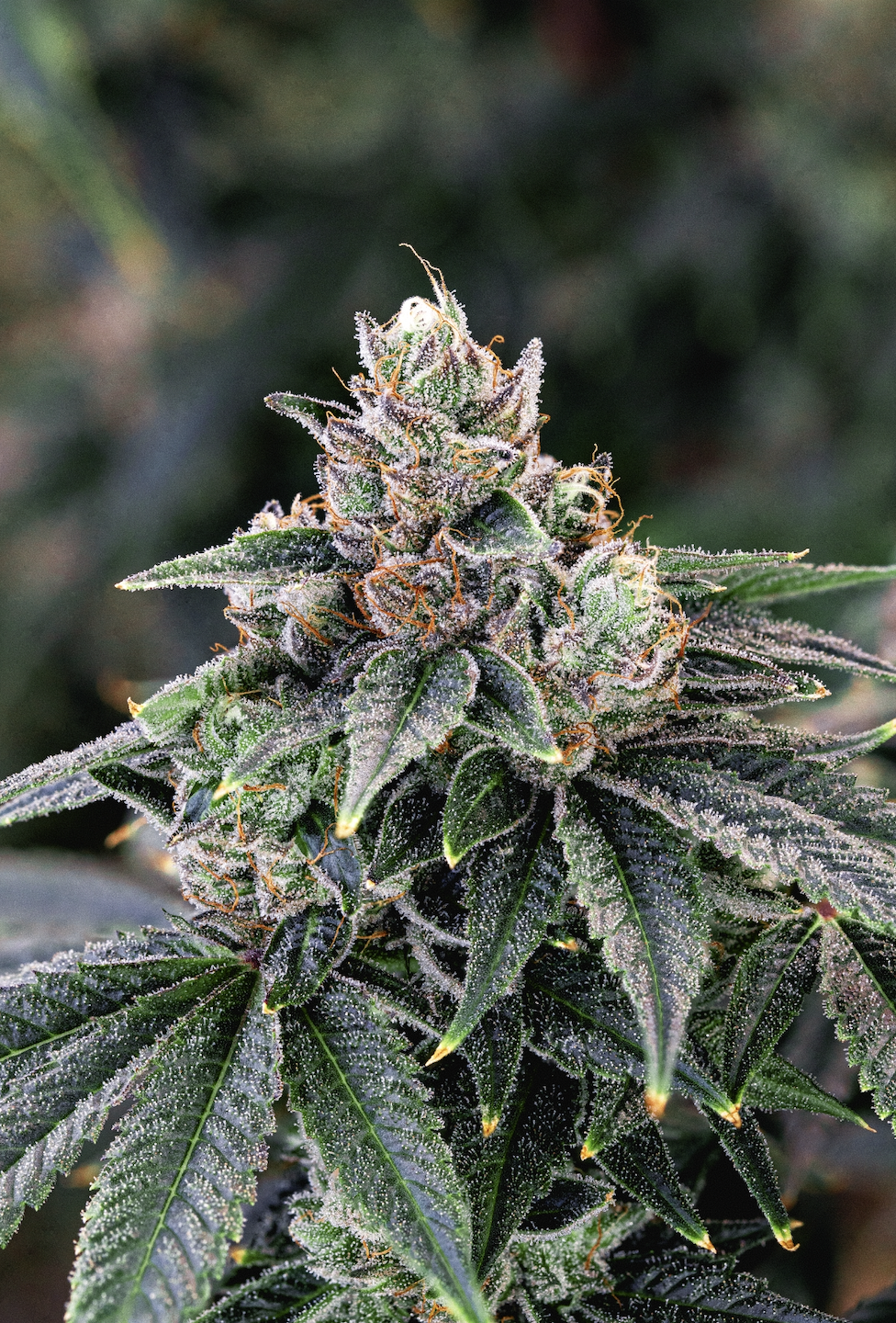 Slushee Beer strain plant photo