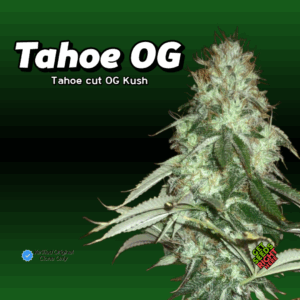 Tahoe OG cannabis clone with dense frosty buds and classic OG Kush structure