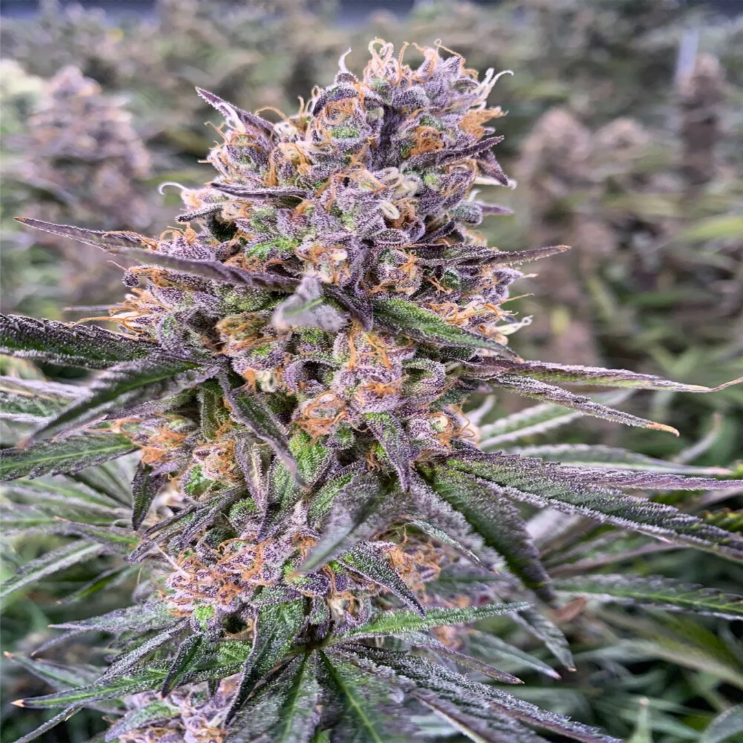 Zkittlez (The Original Z) Cannabis Clones Closeup