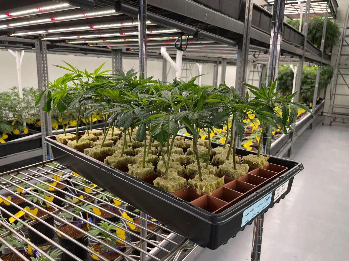 Cannabis clones rooting in rockwool cubes