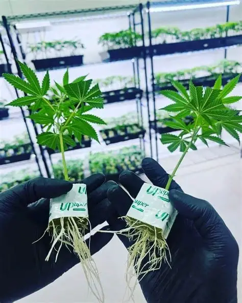 Two healthy rooted cannabis clones shown side by side
