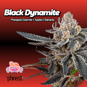 Black Dynamite Cannabis Clones