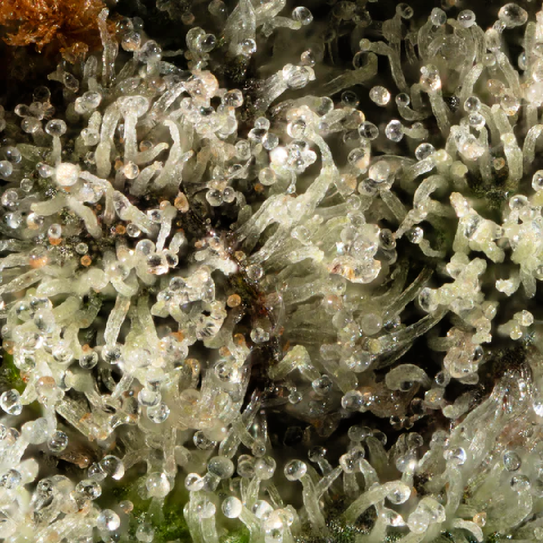 Gush Mints Macro