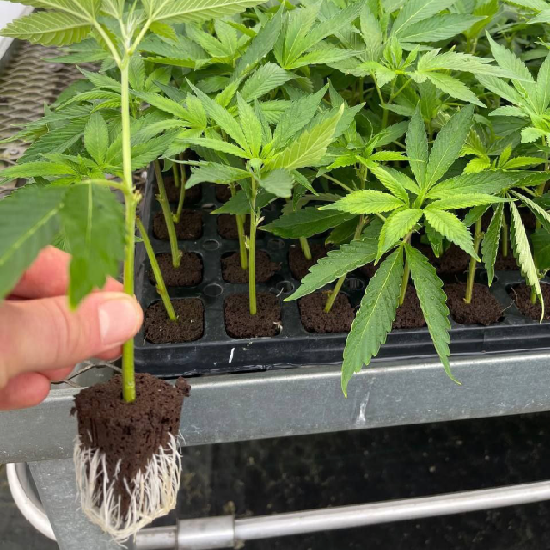 Gush Mints Roots