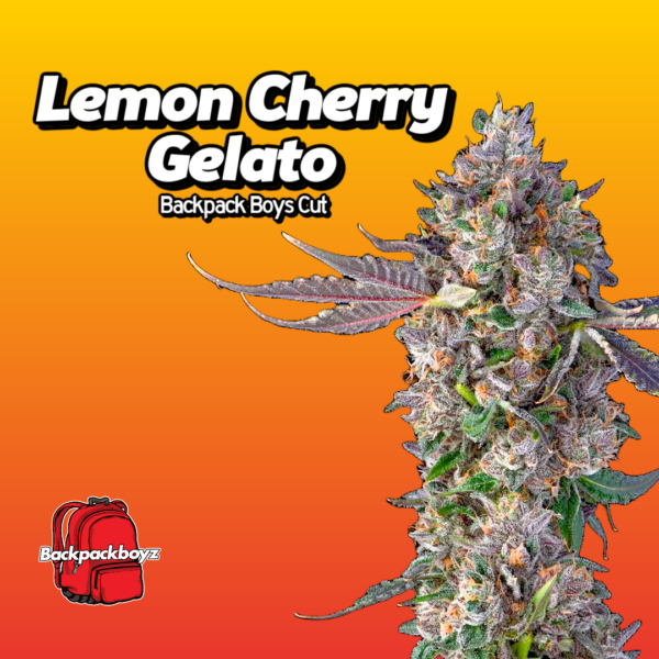 Lemon Cherry Gelato Backpack Boys Cut Cannabis Clones
