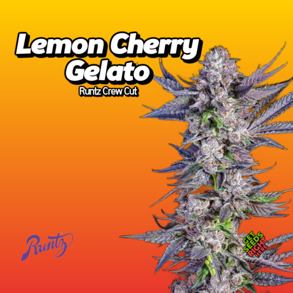 Lemon Cherry Gelato Runtz Crew Cut Cannabis Clones