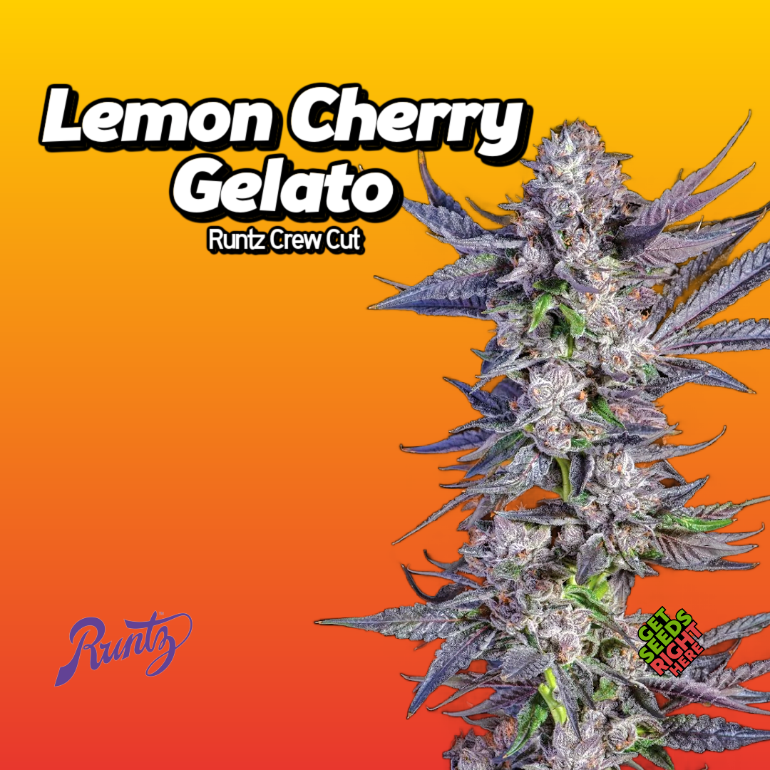 Lemon Cherry Gelato Clone Main