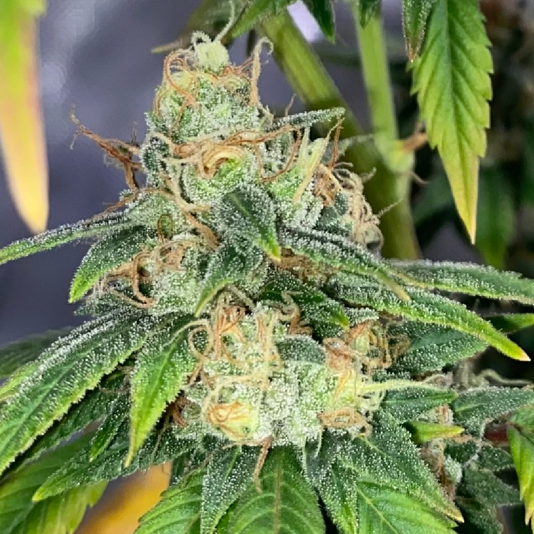 Sour Diesel Clone Flowering