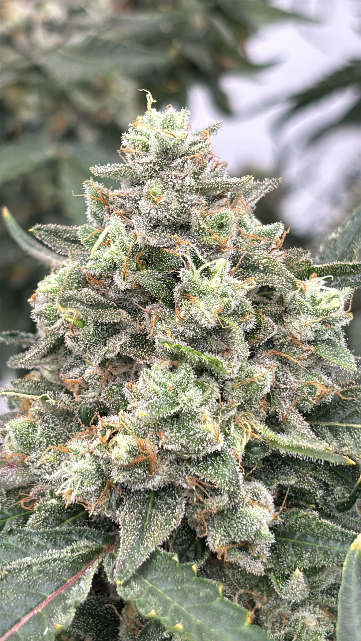 Banana Zikigai Roots