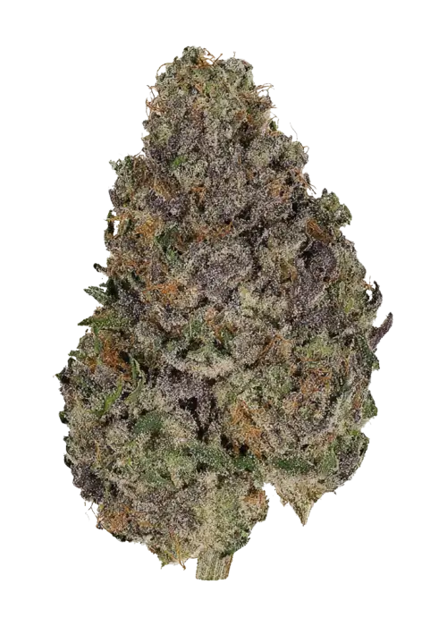 Banana Zikigai Macro