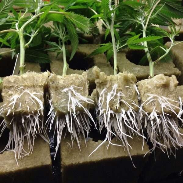 Healthy cannabis clones rooted and ready
