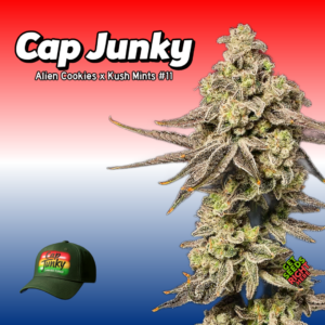Cap Junky cannabis clone – Alien Cookies x Kush Mints #11 with 6%+ hash yield symbol and frosty purple buds