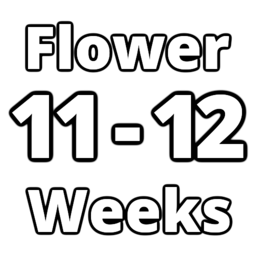 Flower Time