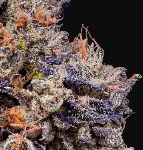 Lemon Cherry Gelato Macro