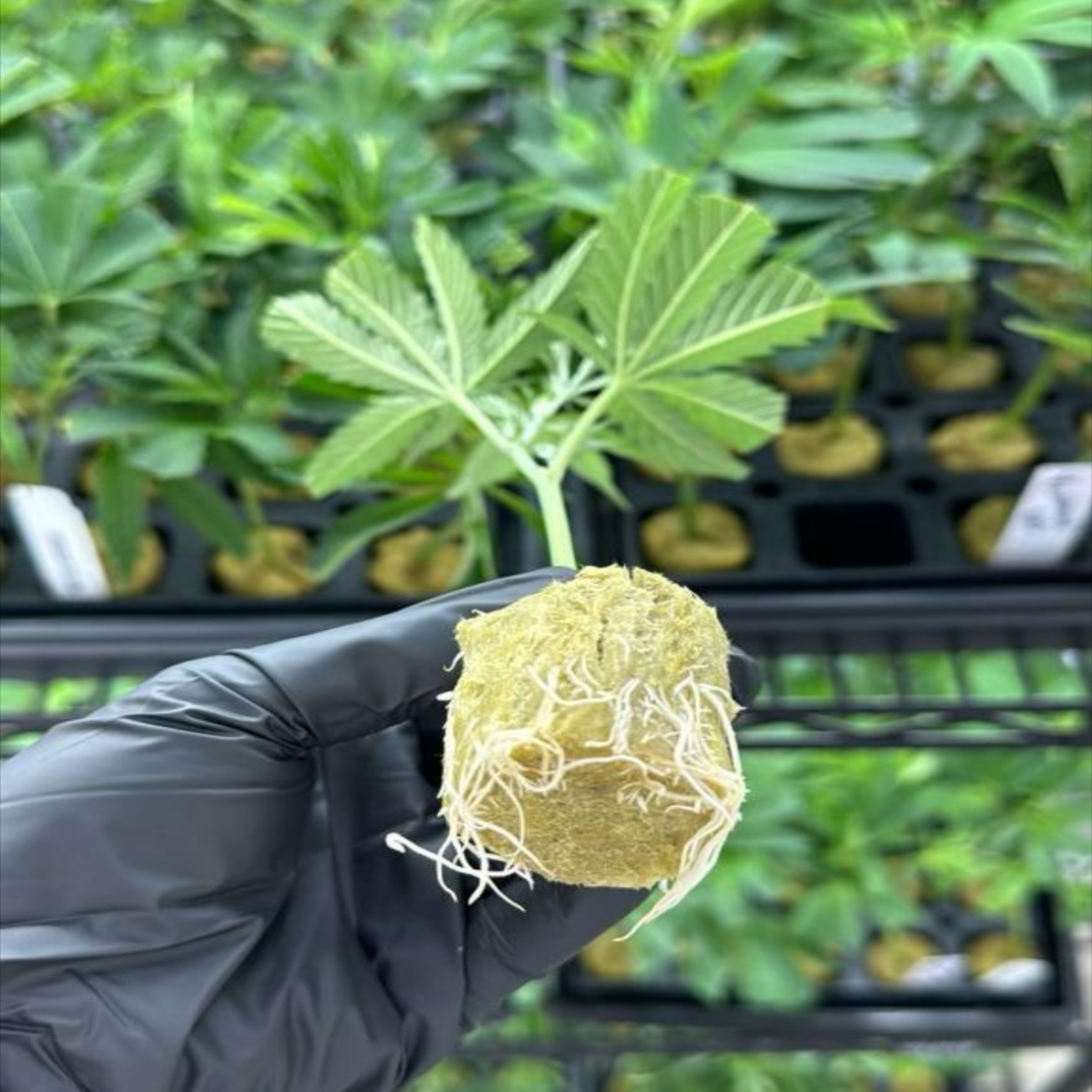 Get Seeds Right Here ships rooted cannabis clones nationwide