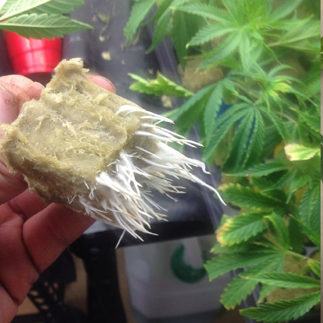Wedding Cake Roots