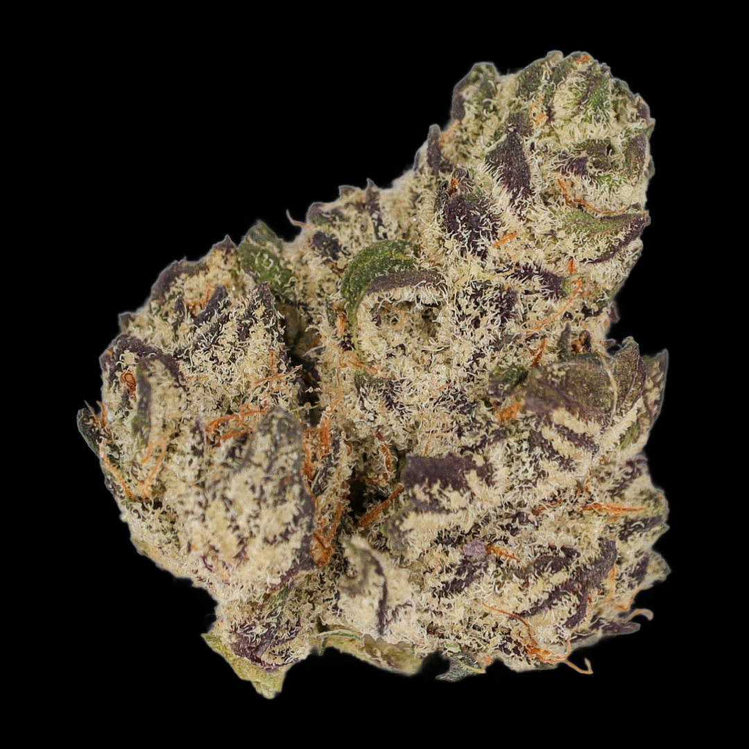 White Truffle Bud