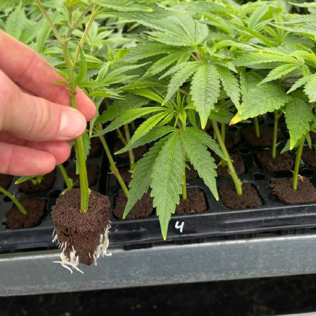 White Truffle Clone Roots