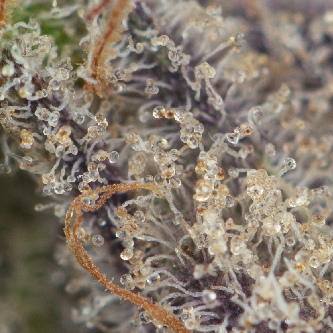 White Truffle Macro