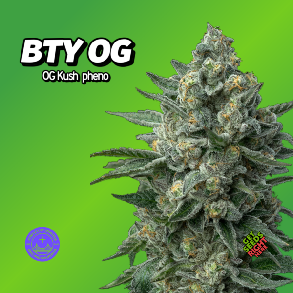 BTY OG Better Than Your OG Cannabis Clones