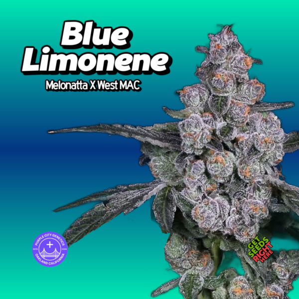 Blue Limonene Cannabis Clones