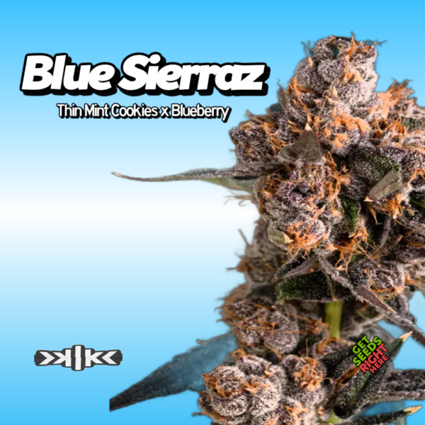 Blue Sierraz Cannabis Clones