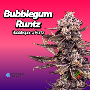 Bubblegum Runtz Cannabis Clones