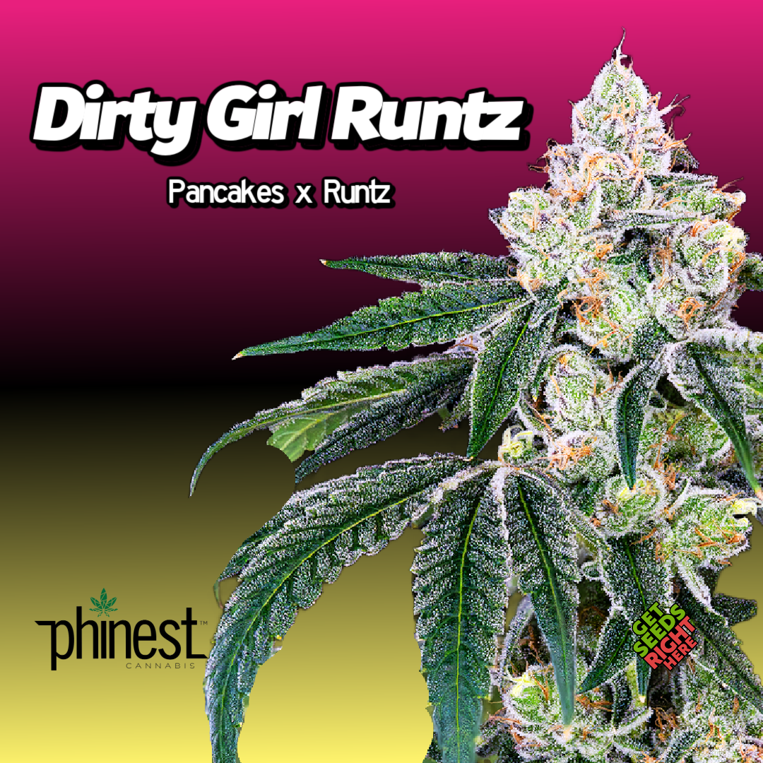 Dirty Girl Runtz Cannabis Clones