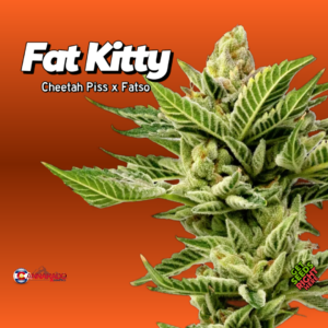 Fat Kitty cannabis clones