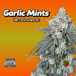 Garlic Mints Cannabis Clones