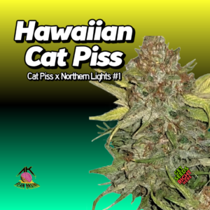 Hawaiian Cat Piss Strain clones