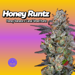 Honey Runtz Cannabis Clones