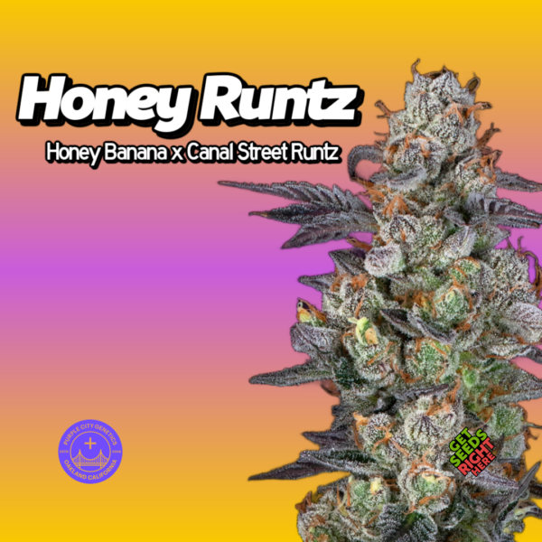 Honey Runtz Cannabis Clones