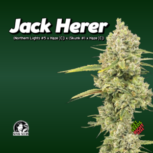 Jack Herer Cannabis Clones