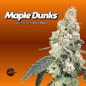 Maple Dunks Cannabis Clones