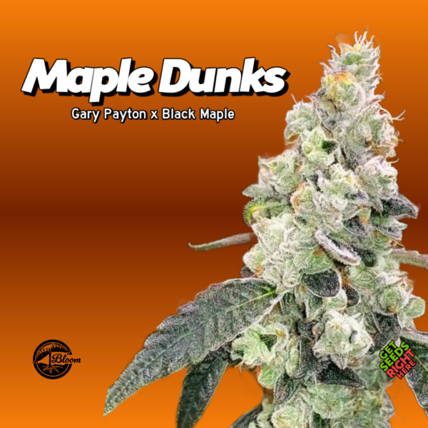 Maple Dunks Cannabis Clones