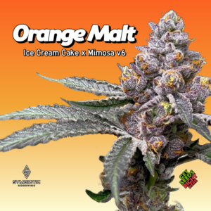 Orange Malt Cannabis Clones