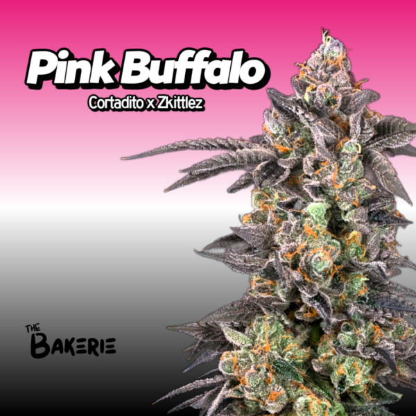 Pink Buffalo Cannabis Clones