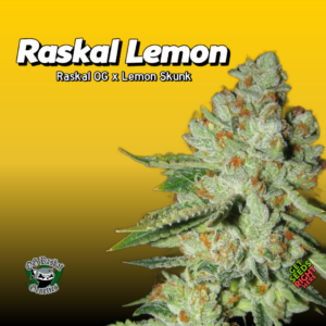Raskal Lemon Cannabis Clones