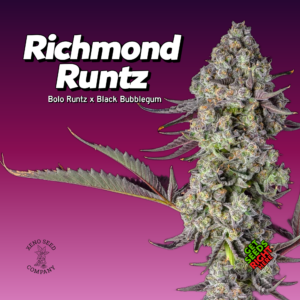 Richmond Runtz Cannabis Clones