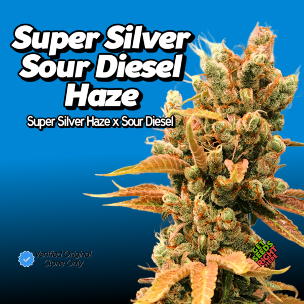 Super Silver Sour Diesel Haze Clones