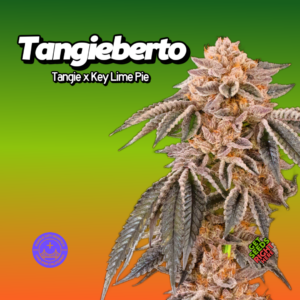 Tangieberto Cannabis Clones
