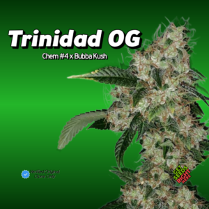 Trinidad OG Cannabis Clones