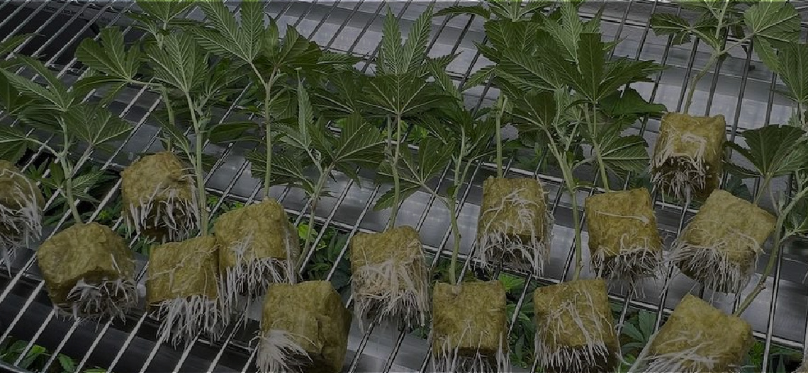 Healthy cannabis clones ready for shipping from a reputable nursery