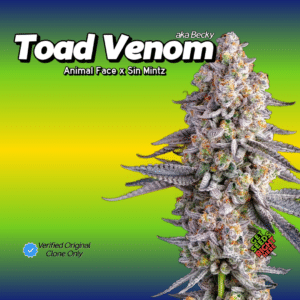Toad Venom aka Becky cannabis clones