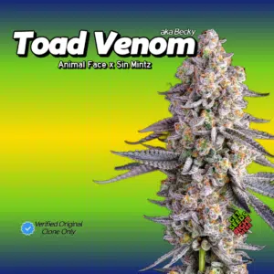 Toad Venom aka Becky cannabis clones