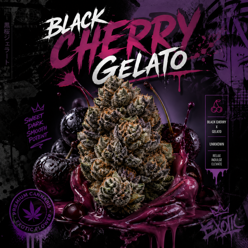 Black Cherry Gelato strain