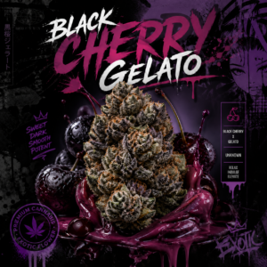 Black Cherry Gelato strain