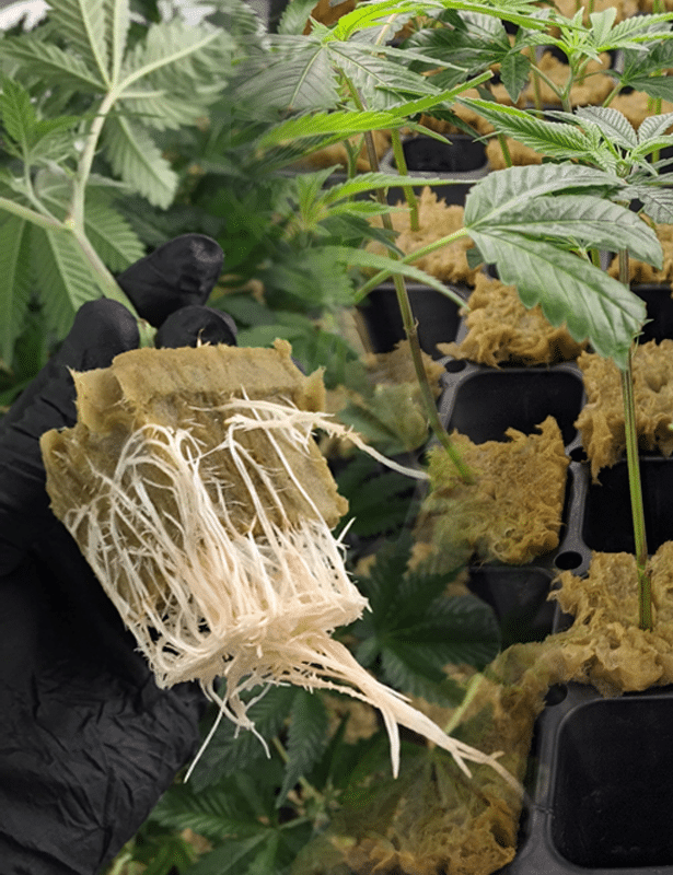 Get Seeds Right Here Cannabis Clones
