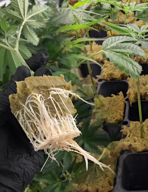 Get Seeds Right Here Cannabis Clones